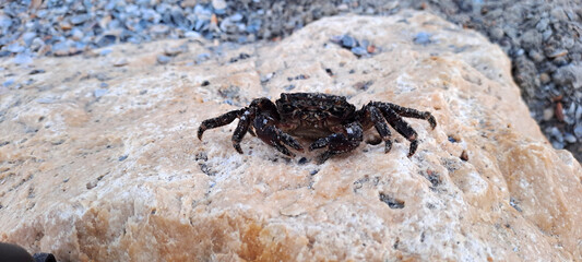 Black crab on the sandy beach, summer beach with sand, stones, waves and shells. 