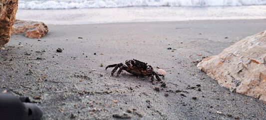Black crab on the sandy beach, summer beach with sand, stones, waves and shells. 