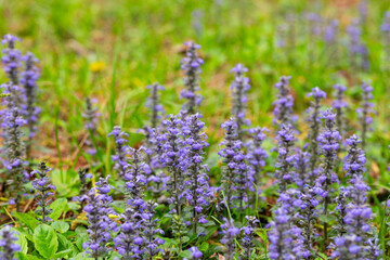 close up shot of blue flowers of Ajuga reptans Atropurpurea in spring