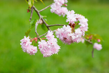 Close-up shot of pink Sakura flowers on a branch.