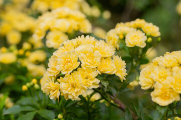 Beautiful Yellow Banksia Rose in the garden. Floral spring background.