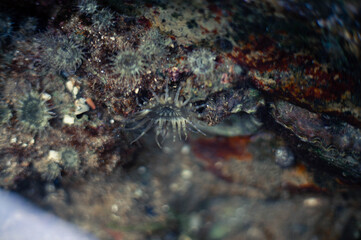 marine biota that lives on corals