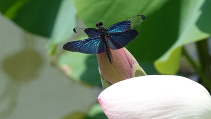 夏空とチョウトンボ © 利光 守本
