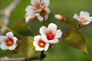 Close-up white Tung tree flower blooms. Aleurites Fordii Airy Shaw or Vernicia fordii, usually known as the tung or tung oil tree in spring. Delightful white-orange inflorescences on a blurred