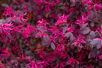 Botanical collection, pink flowers of Loropetalum chinense close up