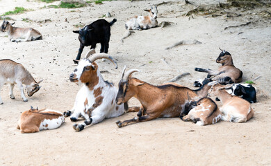 many goats on the ground