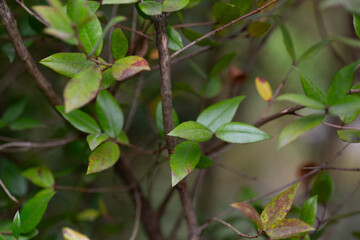Leaves of Common Myrtle, Myrtus communis. It is native across the Mediterranean Region. Background of myrtle tree leaves.