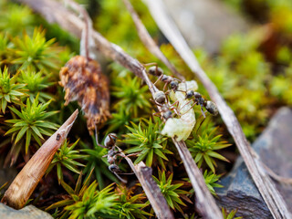 Ants working in a community demonstrate organization and diligence in finding food for the colony