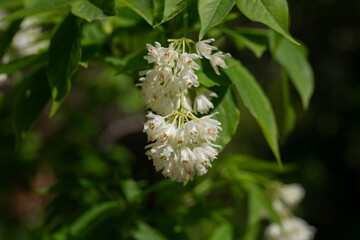 A close up shot of bell-shaped, fragrant buds and flowers of the Staphylea Pinnata amid green leaves spring flower background