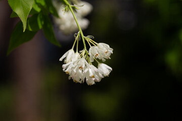 A close up shot of bell-shaped, fragrant buds and flowers of the Staphylea Pinnata amid green...