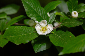 flowers and leaves of the Japanese loquat tree, eriobotrya japonica
