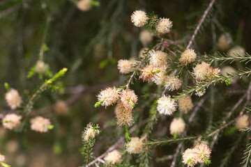 Melaleuca ericifolia (swamp paperbark) flowers on tree in spring Arboretum Park Southern Cultures in Sirius (Adler) Sochi. Paperbark tree (Tea tree) flowering with white bottlebrush blooms.
