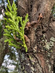 young pine branch growing on tree trunk