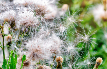 Flowers of thistle seed pods in meadows. Dispersal of seeds by wind. Seeding of plants in nature