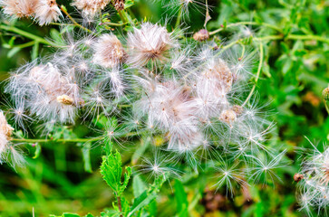 Flowers of thistle seed pods in meadows. Dispersal of seeds by wind. Seeding of plants in nature