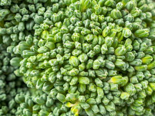 Close-up of fresh organic broccoli against a background of greenery symbolizing health and nutrition