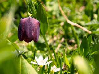Alpine endemic flowers, bright and unique, delight the eye with a variety of shapes and shades against the backdrop of picturesque mountains