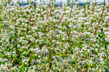 Buckwheat flowering in the field. White buckwheat flowers in summer