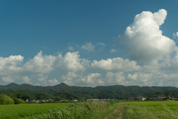 Fototapeta premium 夏の里山