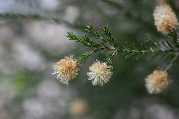 native yellow flowers on a Melaleucas plant in the bush in garden