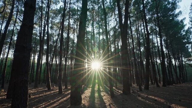 Sun's rays POV of walking pass through trunks of pine trees illuminate flying insects in thicket forest sunset in summer slide forward. Nature background for meditation, relaxation, calmness. Travel