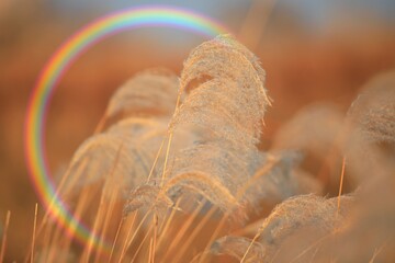 가을 억새풀인 핀 풍경