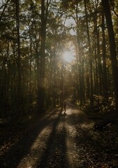 Fototapeta premium Person Walking Through Forest Path With Sun Rays