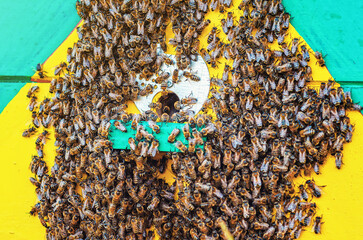 Bee swarm on beehive wall. Exit of the swarm from the hive. Escape of bee colony