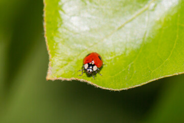 Fototapeta premium Ladybug crawls on a green leaf
