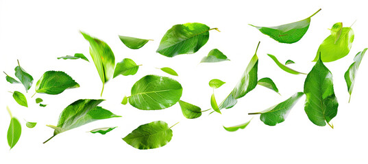 Naklejka premium Flying Green Leaves Isolated on White Background, Floating Leaf Imagery, High-Resolution Nature Elements, Dynamic Leaf Motion, Fresh and Vibrant Greenery, Clean and Simple Design