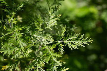Wormwood (Artemisia vulgaris) grows wild in nature