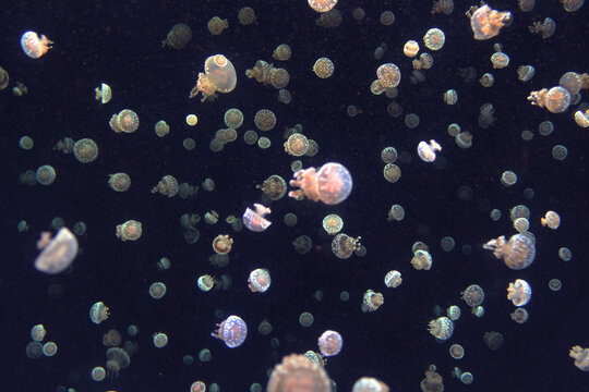 several transparent jellyfish swimming in blue water 