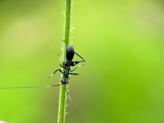 ant on a green leaf