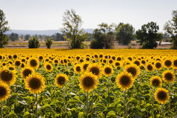 Obraz premium Bright sunflowers with distant mountains in Burgos, Spain