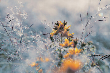 Kwiaty dzIurawca na łące w trawie z rosą. 