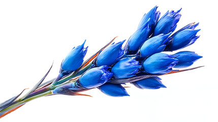 Fototapeta premium blue flowers isolated on white