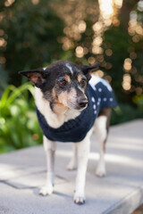 cute old adopted dog in christmas sweater at green park walking, mixed breed dog on a walk, adopt don't shop