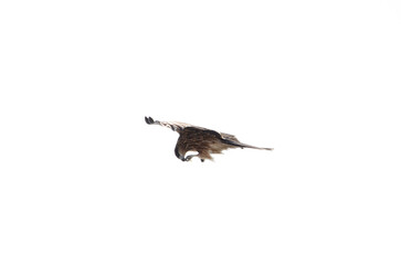 鳶