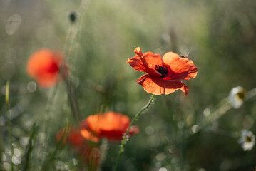 Obraz premium Czerwone maki na polu 