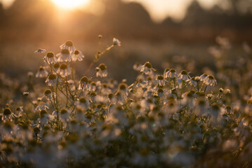 Kwiaty rumianku na polu o świcie w rosie © Elżbieta Kaps
