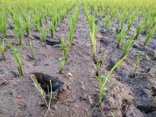 Photo of young rice plants growing in rice field whose soil is starting to dry up due to drought.