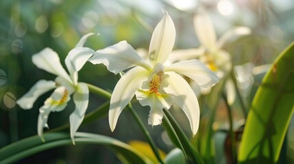 Fototapeta premium Close up of Coelogyne massangeana burfordiense orchid flower in greenhouse