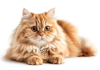 Obraz premium Fluffy ginger persian cat lying on white background