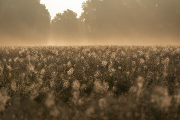 Pole rzepaku w rosie o świcie  © Elżbieta Kaps