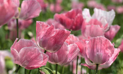 Poppy field at sunset