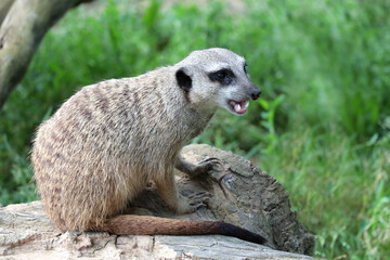 A vigilant meerkat guards its surroundings