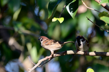 Obraz premium スズメ