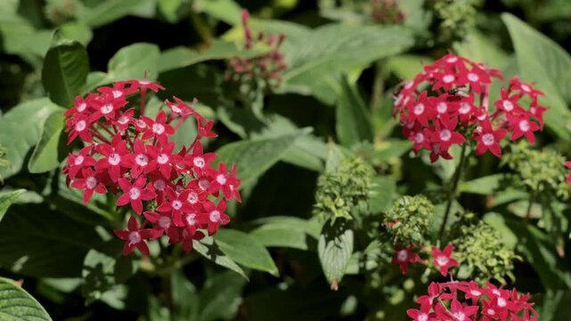 Serene Garden Moment - Lush Pentas Lanceolata Plant - High-Resolution Stock Footage