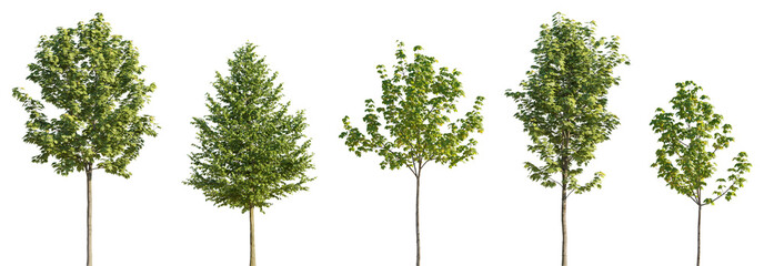 Various street summer trees (tilia, linden, platanus, maple) medium and small isolated png on a...