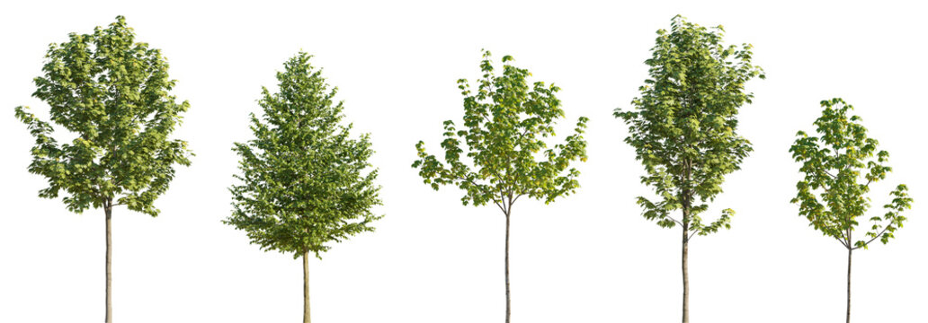 Various street summer trees (tilia, linden, platanus, maple) medium and small isolated png on a transparent background premium cutout